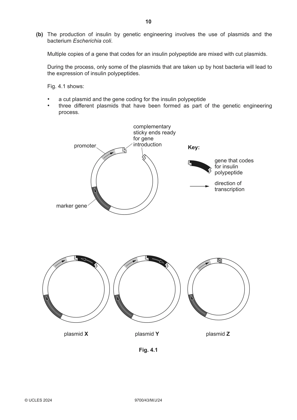 Cambridge A Level Biology 9700 2024 May/June Paper 4 · Variant 3 question paper, page 10 of 24