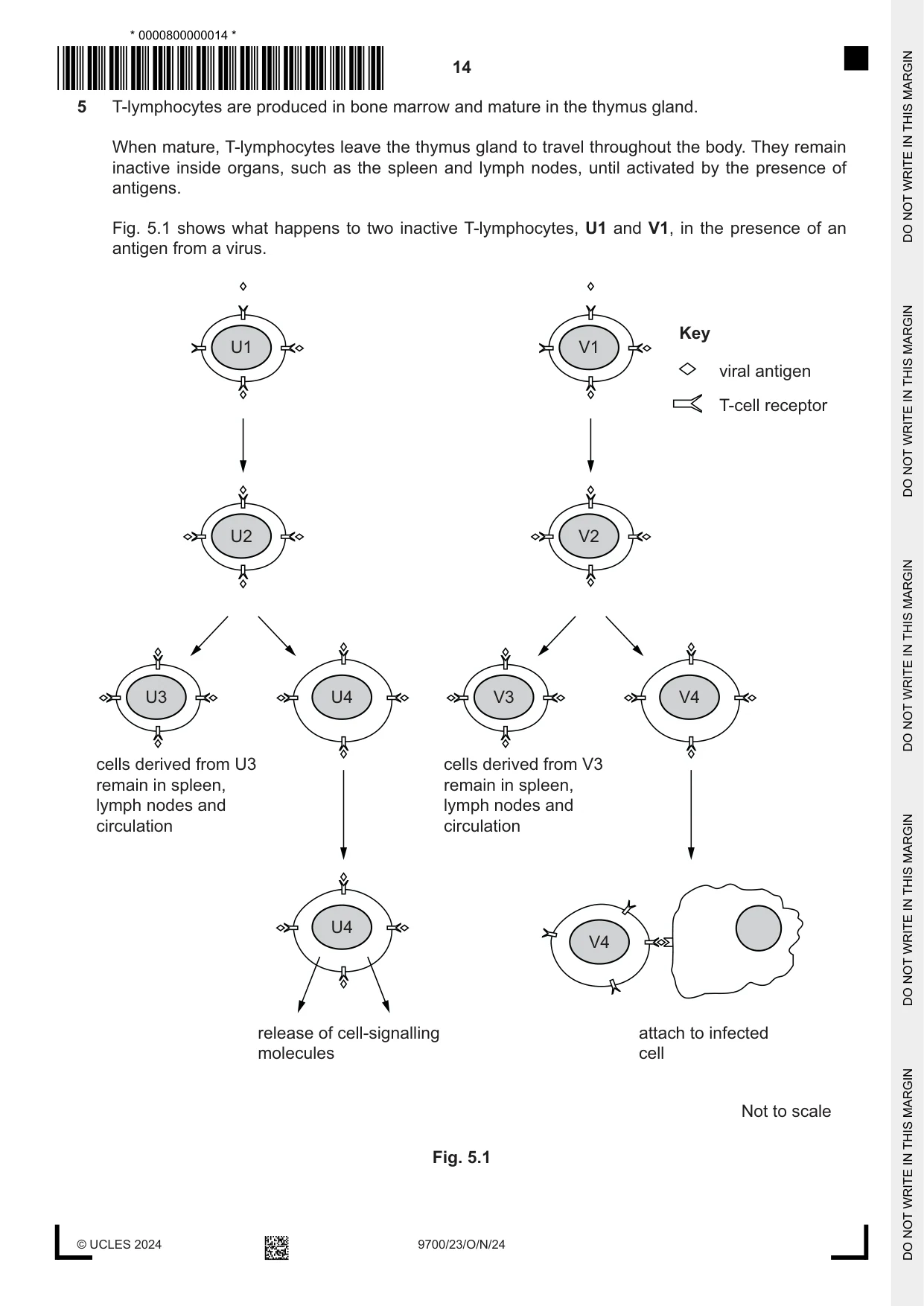 Cambridge A Level Biology 9700 2024 Oct/Nov Paper 2 · Variant 3 question paper, page 14 of 20