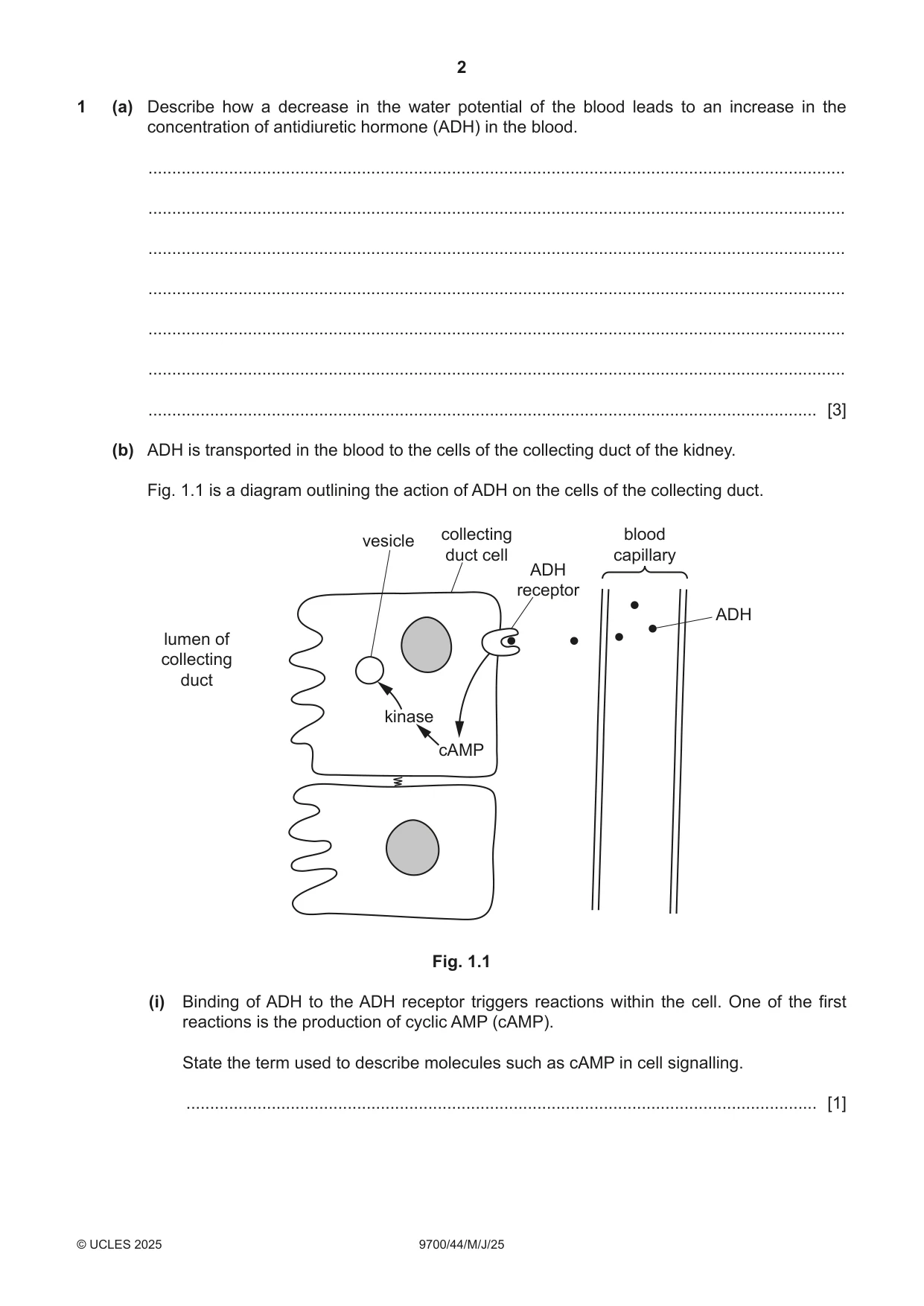 Cambridge A Level Biology 9700 2025 May/June Paper 4 · Variant 4 question paper, page 2 of 24