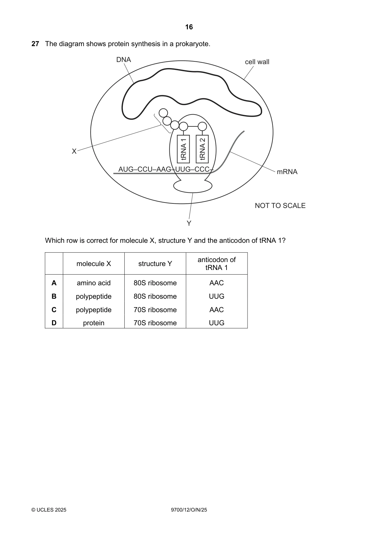 Cambridge A Level Biology 9700 2025 Oct/Nov Paper 1 · Variant 2 question paper, page 16 of 24