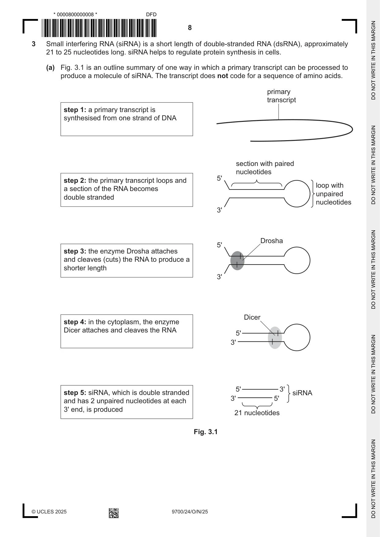Cambridge A Level Biology 9700 2025 Oct/Nov Paper 2 · Variant 4 question paper, page 8 of 16