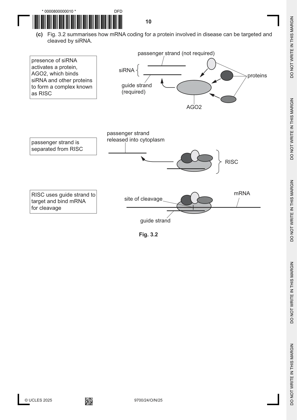 Cambridge A Level Biology 9700 2025 Oct/Nov Paper 2 · Variant 4 question paper, page 10 of 16
