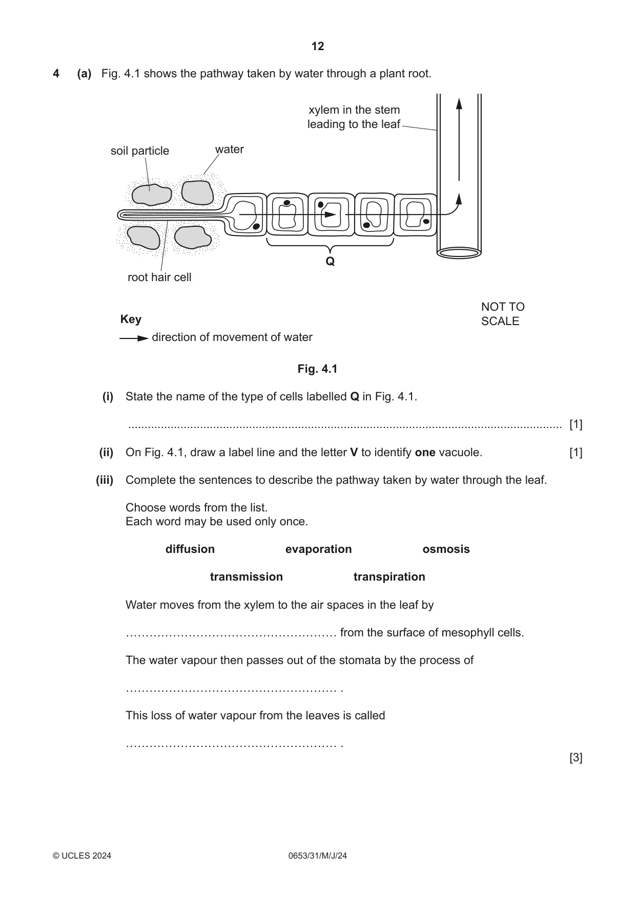 Cambridge IGCSE Science - Combined 0653 2024 May/June Paper 3 · Variant 1 question paper, page 12 of 24