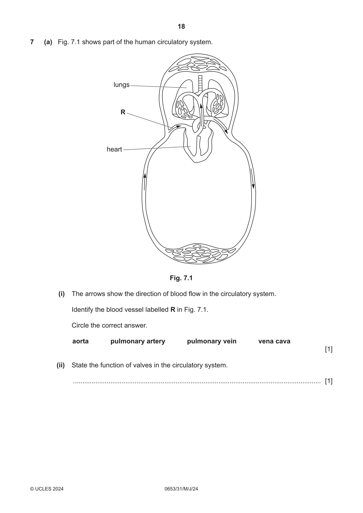 Cambridge IGCSE Science - Combined 0653 2024 May/June Paper 3 · Variant 1 question paper, page 18 of 24