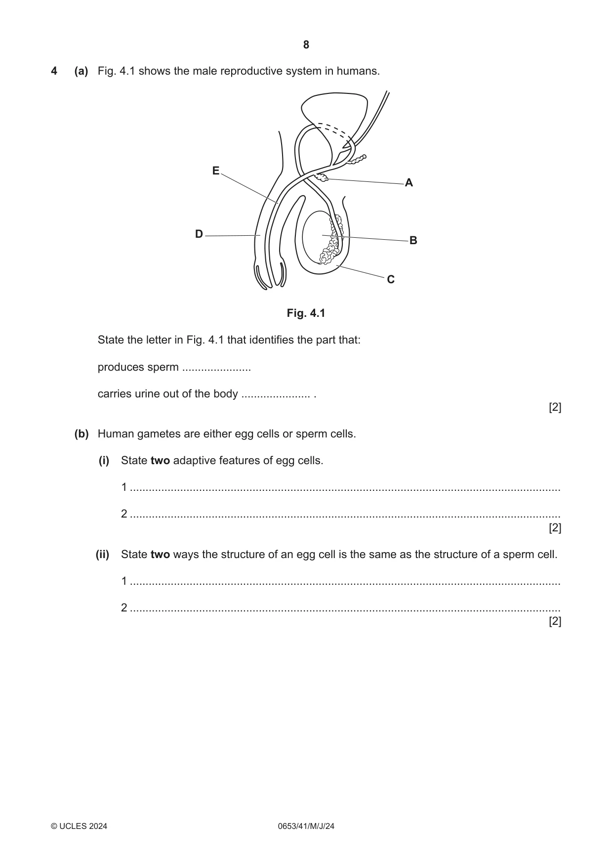 Cambridge IGCSE Science - Combined 0653 2024 May/June Paper 4 · Variant 1 question paper, page 8 of 24