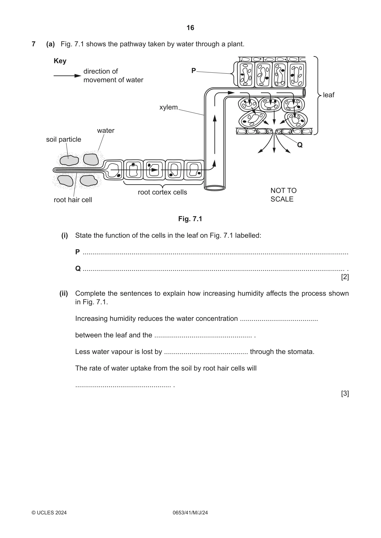 Cambridge IGCSE Science - Combined 0653 2024 May/June Paper 4 · Variant 1 question paper, page 16 of 24