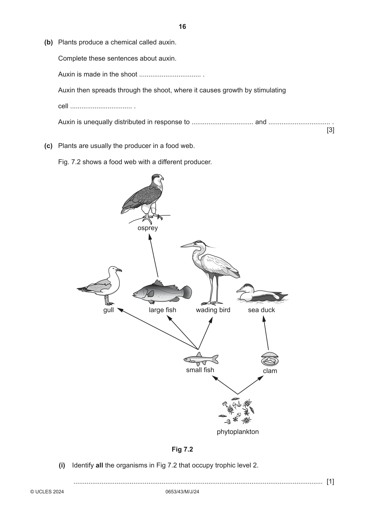 Cambridge IGCSE Science - Combined 0653 2024 May/June Paper 4 · Variant 3 question paper, page 16 of 24