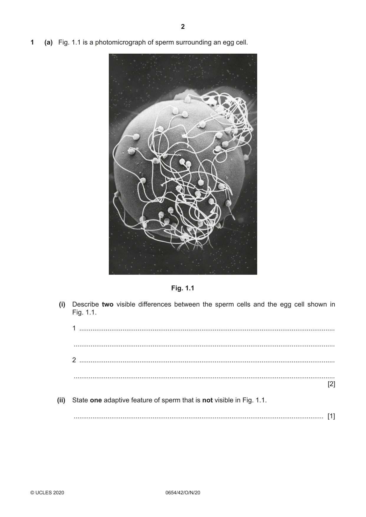 Cambridge IGCSE Sciences - Co-ordinated (Double) 0654 2020 Oct/Nov Paper 4 · Variant 2 question paper, page 2 of 28