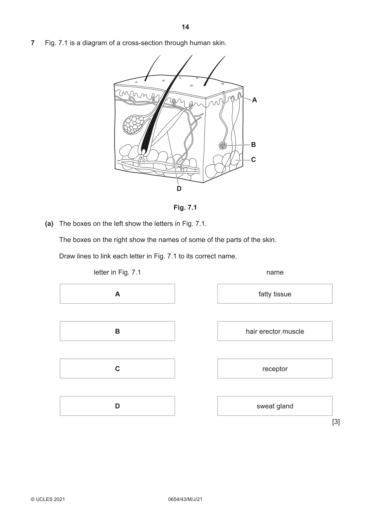 Cambridge IGCSE Sciences - Co-ordinated (Double) 0654 2021 May/June Paper 4 · Variant 3 question paper, page 14 of 28