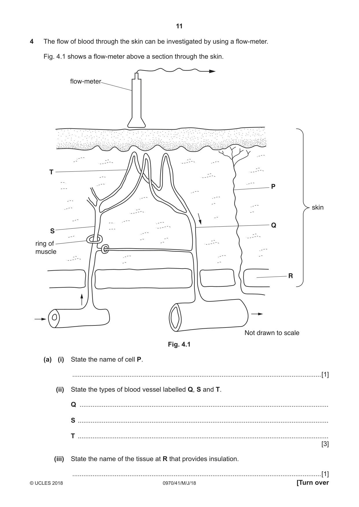 Cambridge IGCSE Biology (9-1) 0970 2018 May/June Paper 4 · Variant 1 question paper, page 11 of 20