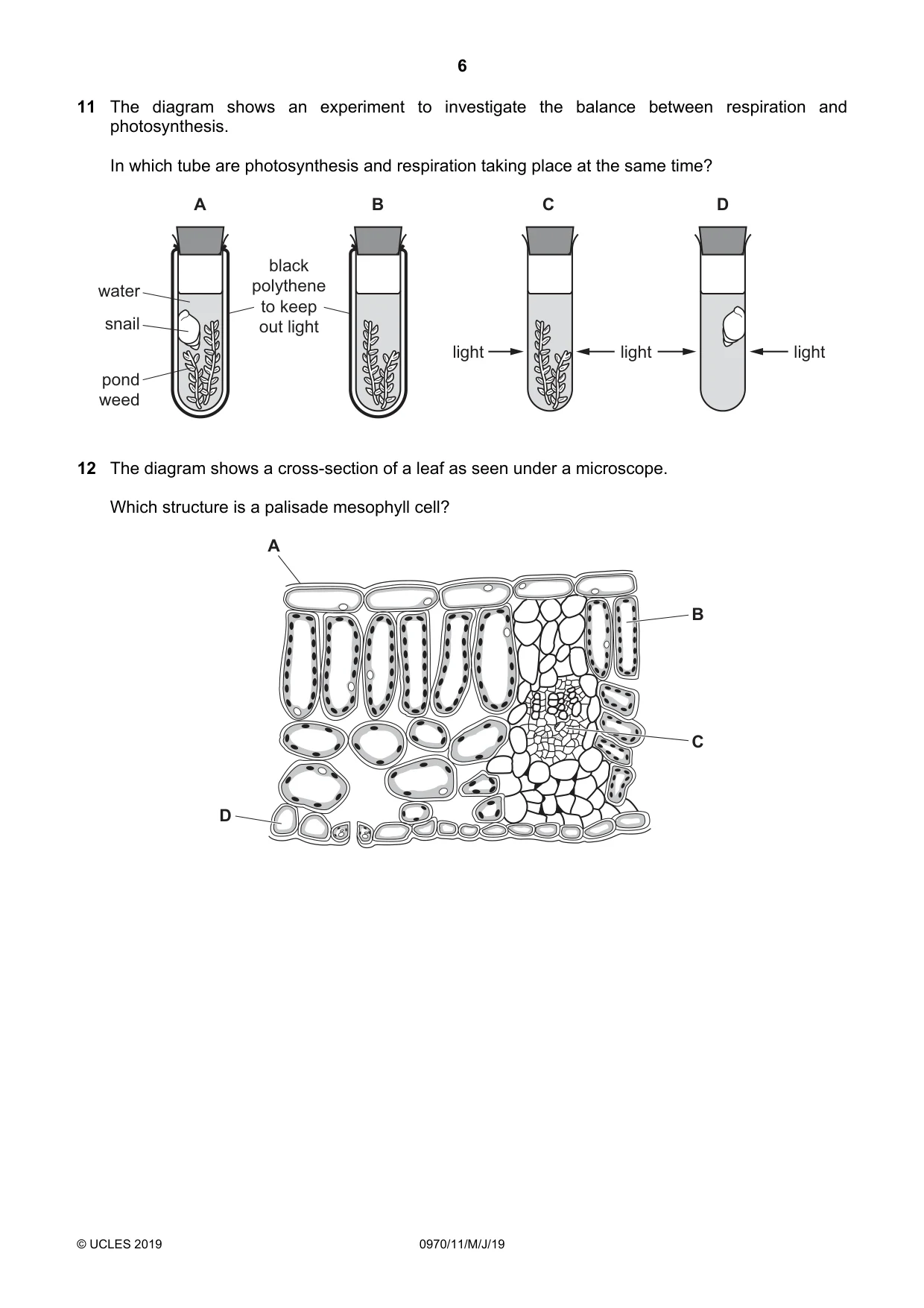 Cambridge IGCSE Biology (9-1) 0970 2019 May/June Paper 1 · Variant 1 question paper, page 6 of 16