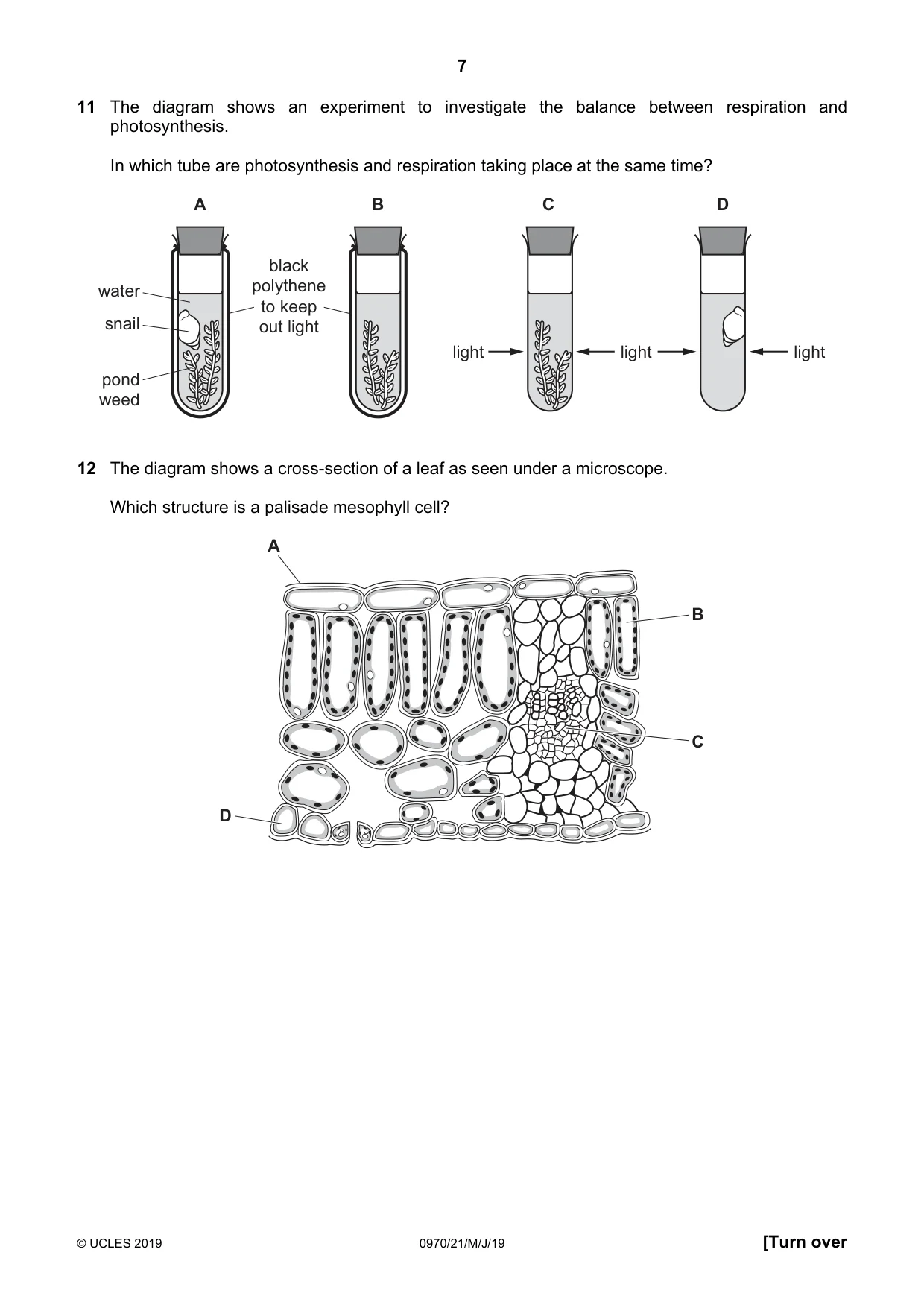 Cambridge IGCSE Biology (9-1) 0970 2019 May/June Paper 2 · Variant 1 question paper, page 7 of 20