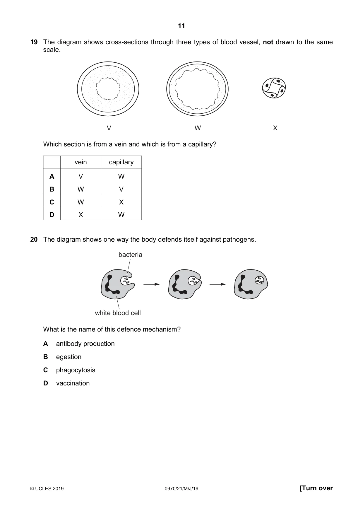 Cambridge IGCSE Biology (9-1) 0970 2019 May/June Paper 2 · Variant 1 question paper, page 11 of 20