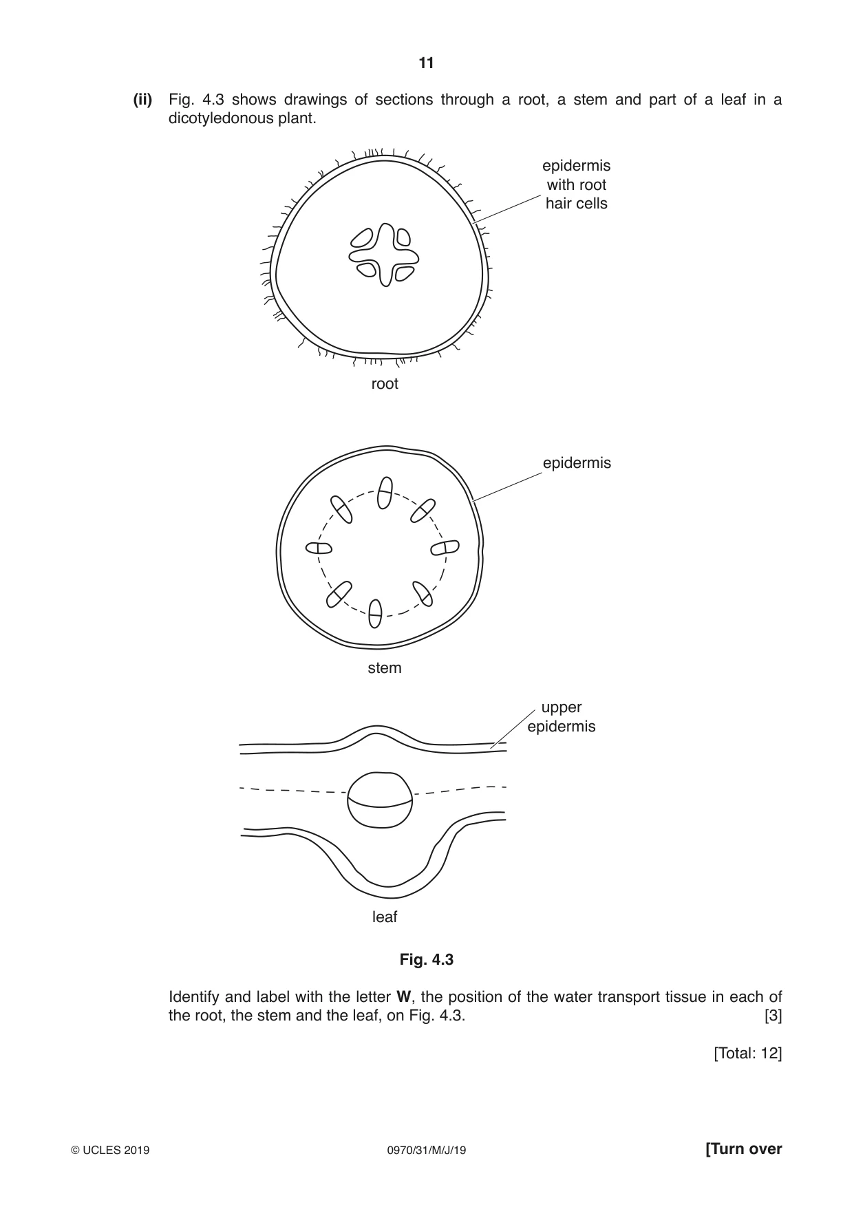 Cambridge IGCSE Biology (9-1) 0970 2019 May/June Paper 3 · Variant 1 question paper, page 11 of 20