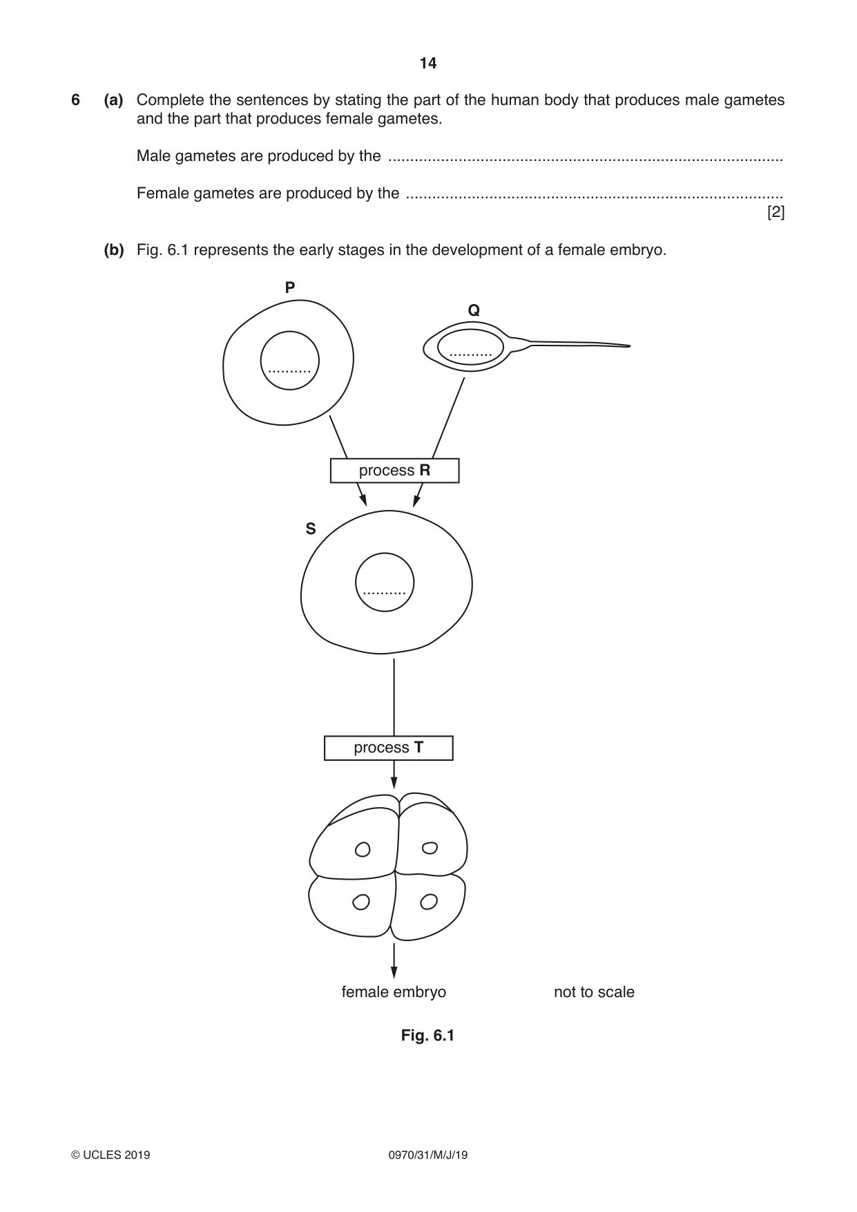 Cambridge IGCSE Biology (9-1) 0970 2019 May/June Paper 3 · Variant 1 question paper, page 14 of 20