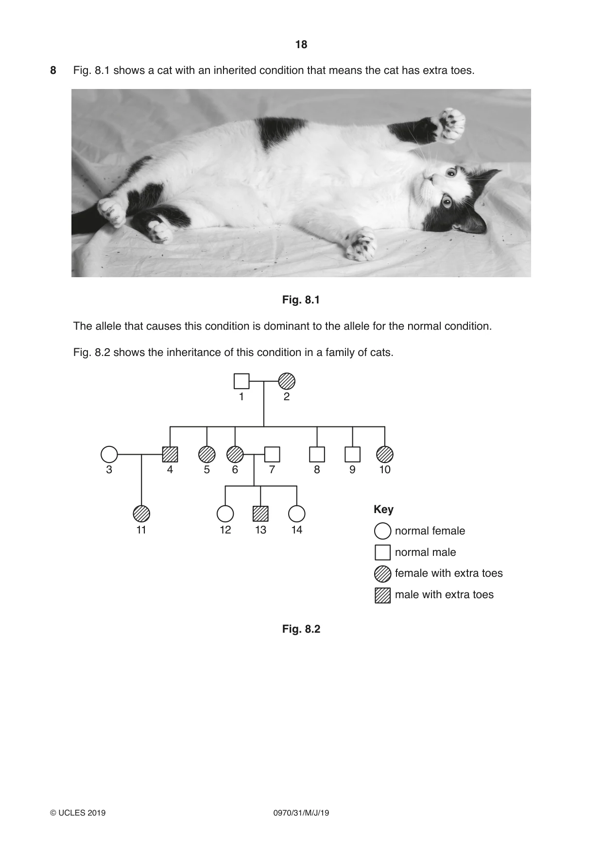Cambridge IGCSE Biology (9-1) 0970 2019 May/June Paper 3 · Variant 1 question paper, page 18 of 20