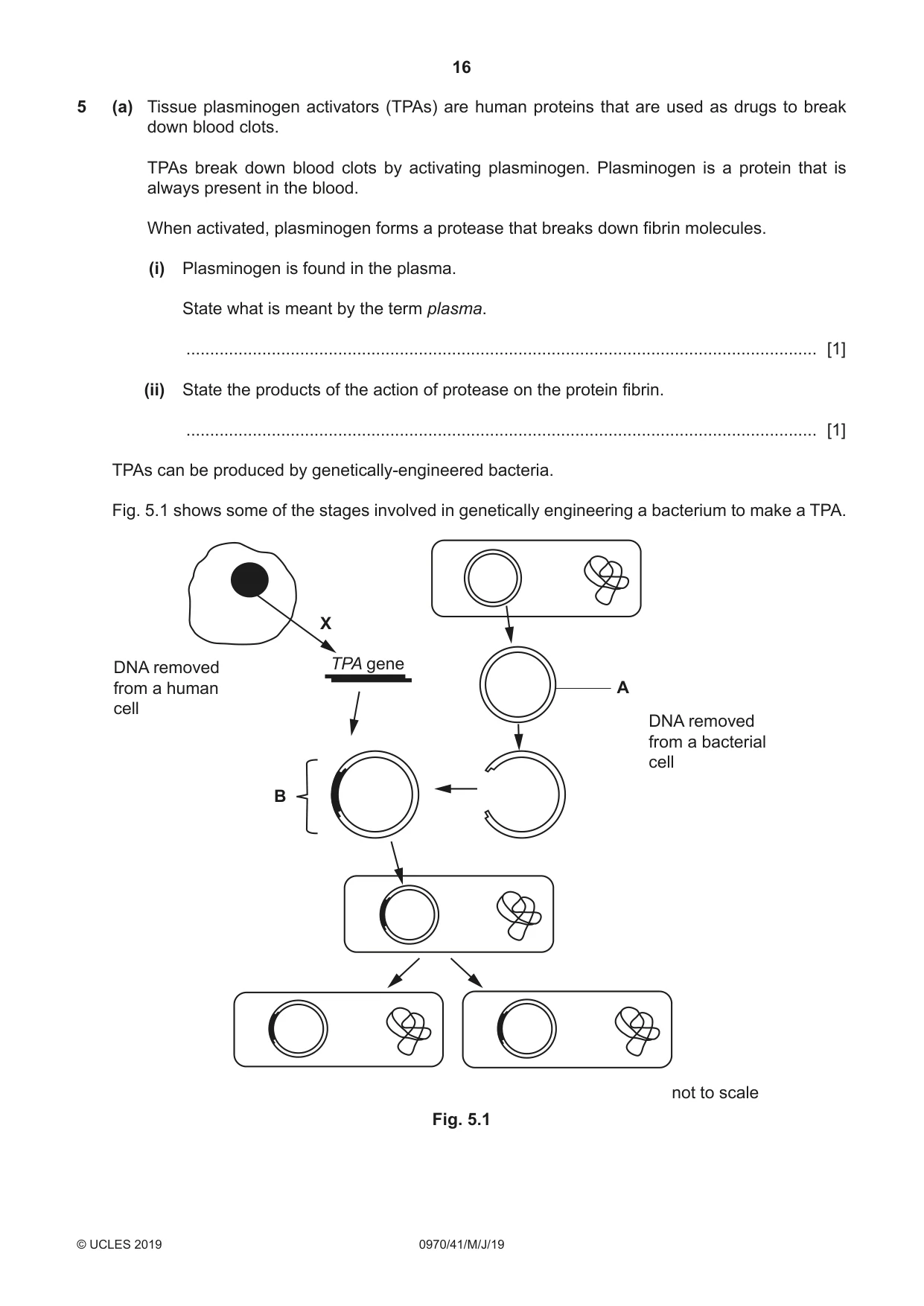 Cambridge IGCSE Biology (9-1) 0970 2019 May/June Paper 4 · Variant 1 question paper, page 16 of 20