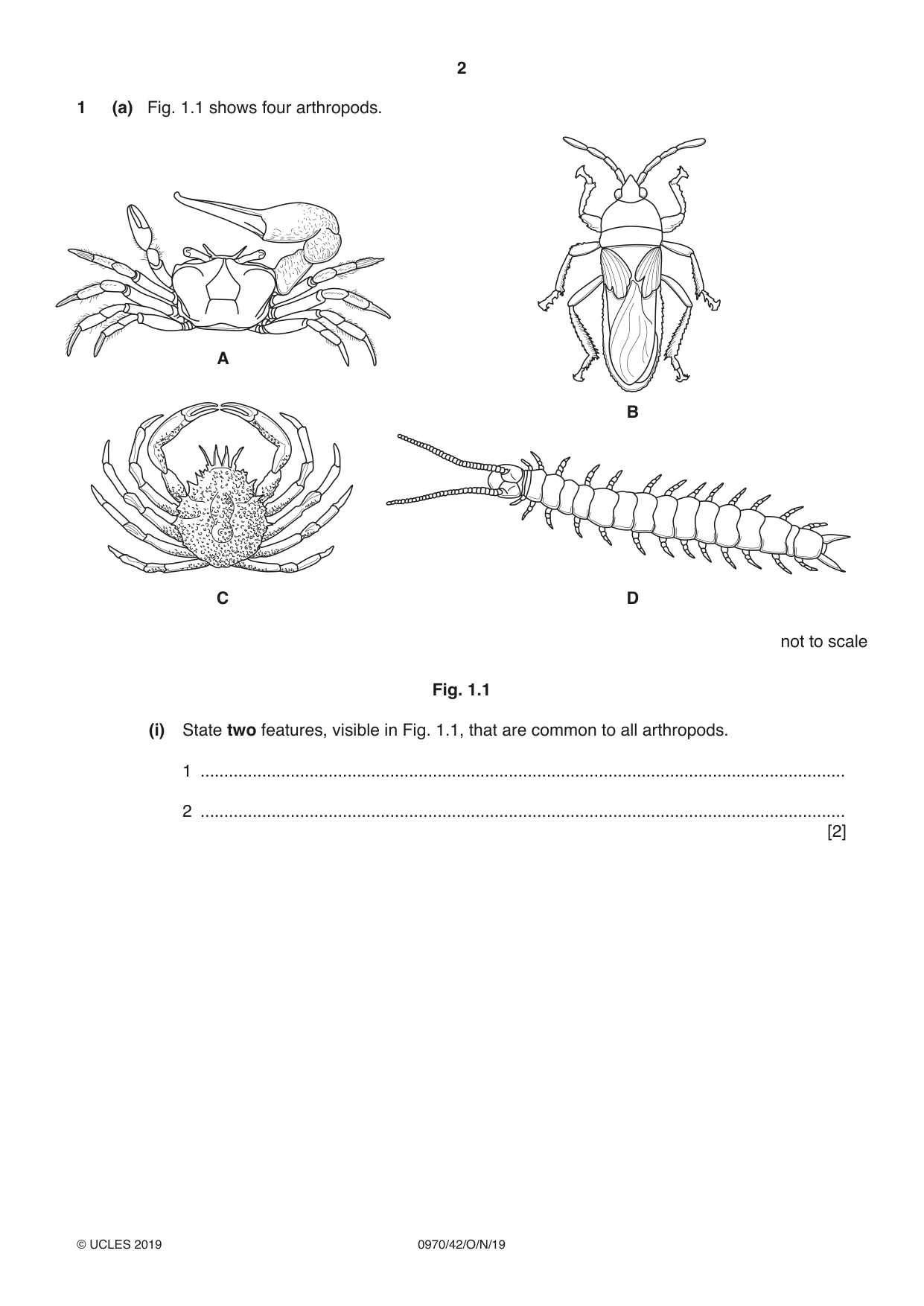 Cambridge IGCSE Biology (9-1) 0970 2019 Oct/Nov Paper 4 · Variant 2 question paper, page 2 of 24