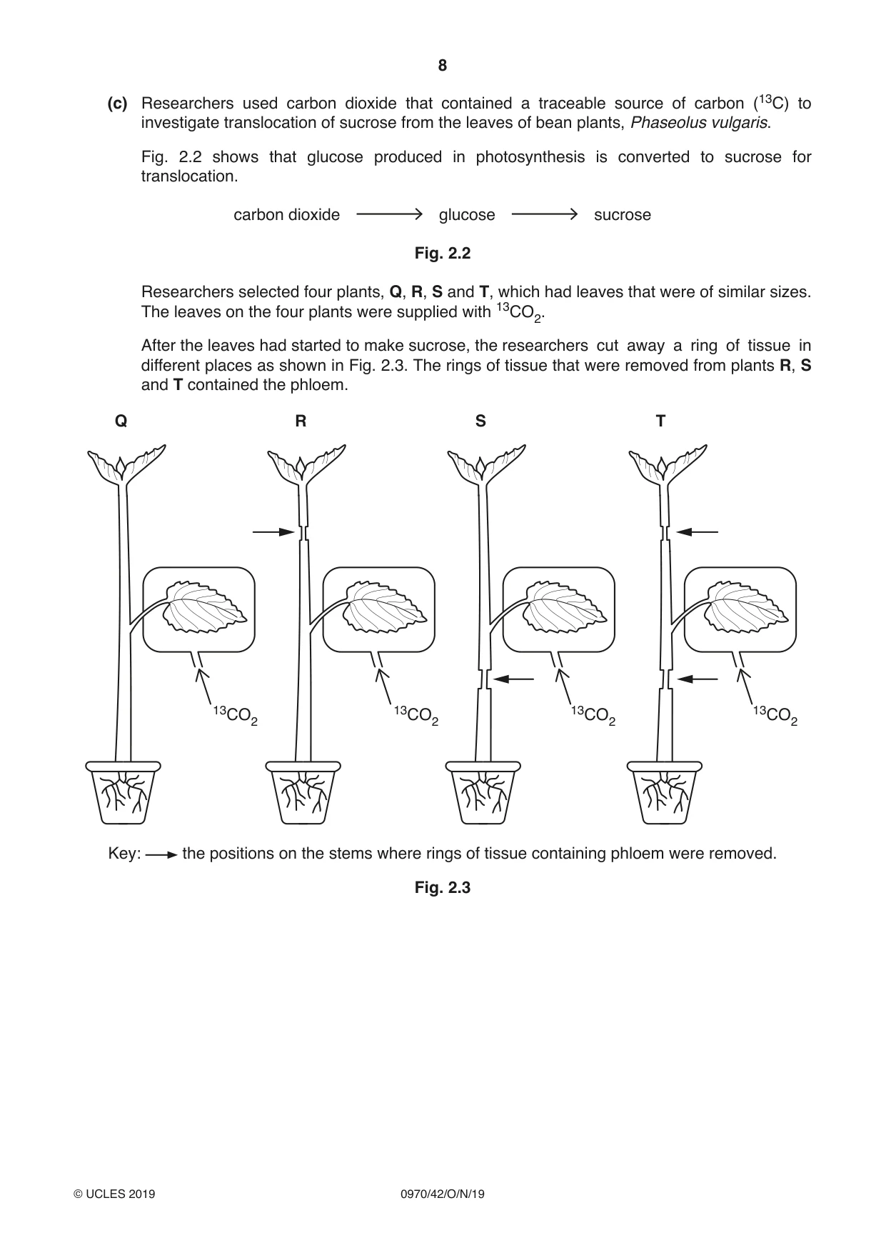 Cambridge IGCSE Biology (9-1) 0970 2019 Oct/Nov Paper 4 · Variant 2 question paper, page 8 of 24