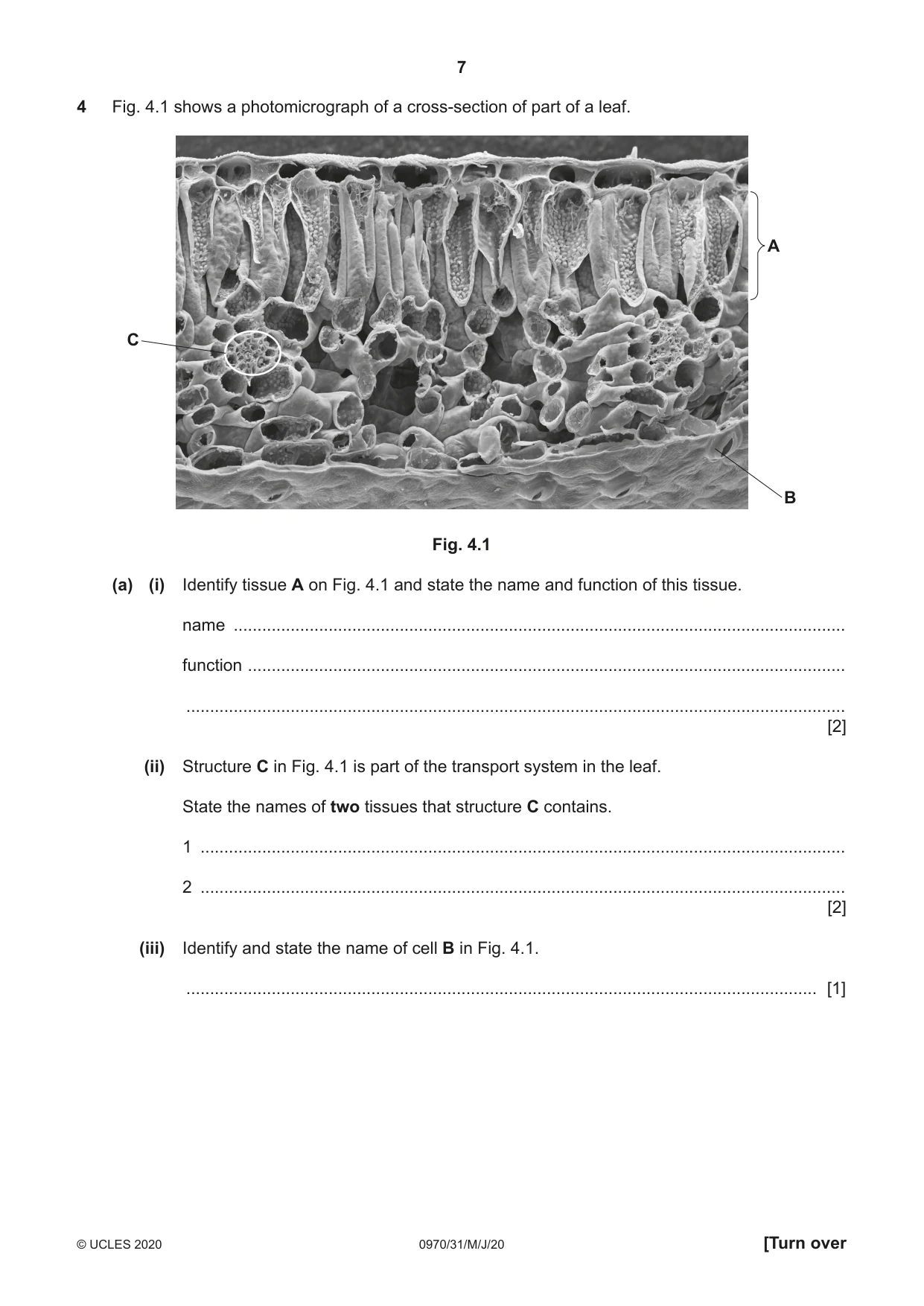 Cambridge IGCSE Biology (9-1) 0970 2020 May/June Paper 3 · Variant 1 question paper, page 7 of 20