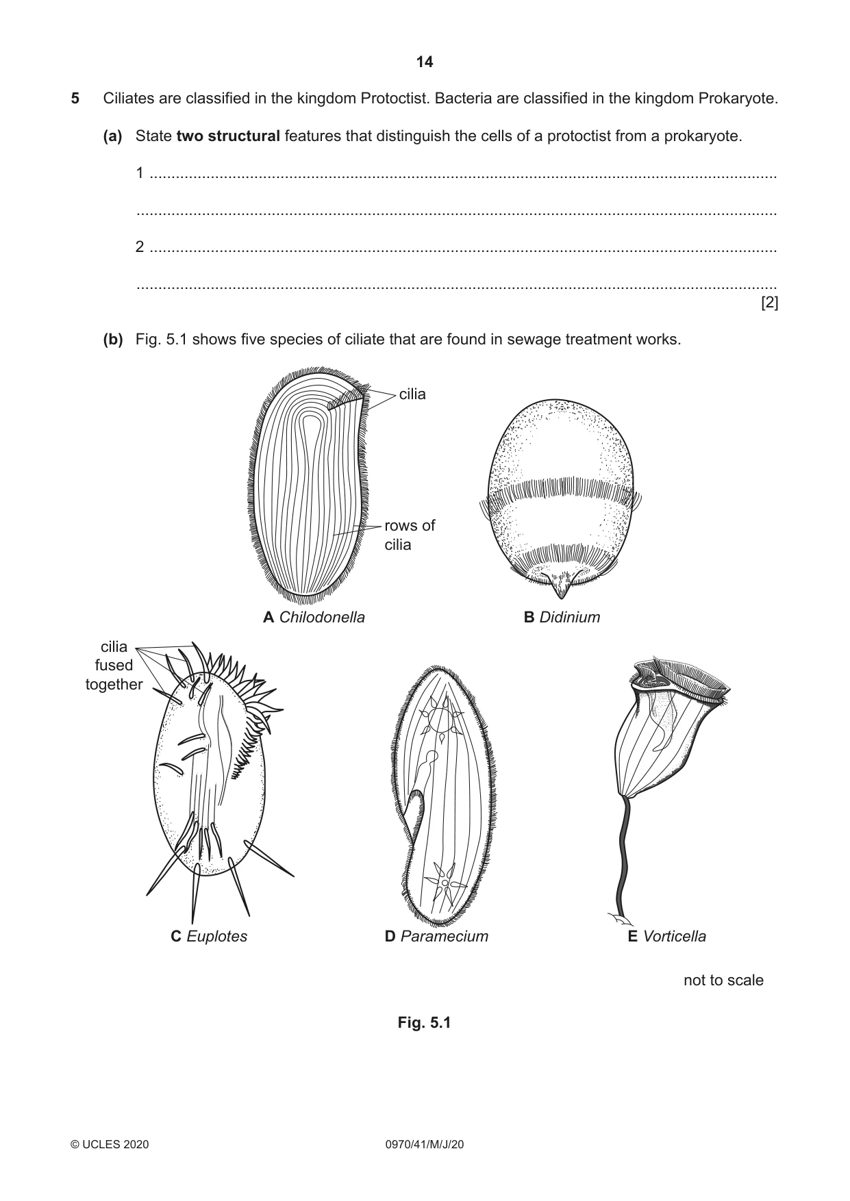 Cambridge IGCSE Biology (9-1) 0970 2020 May/June Paper 4 · Variant 1 question paper, page 14 of 20