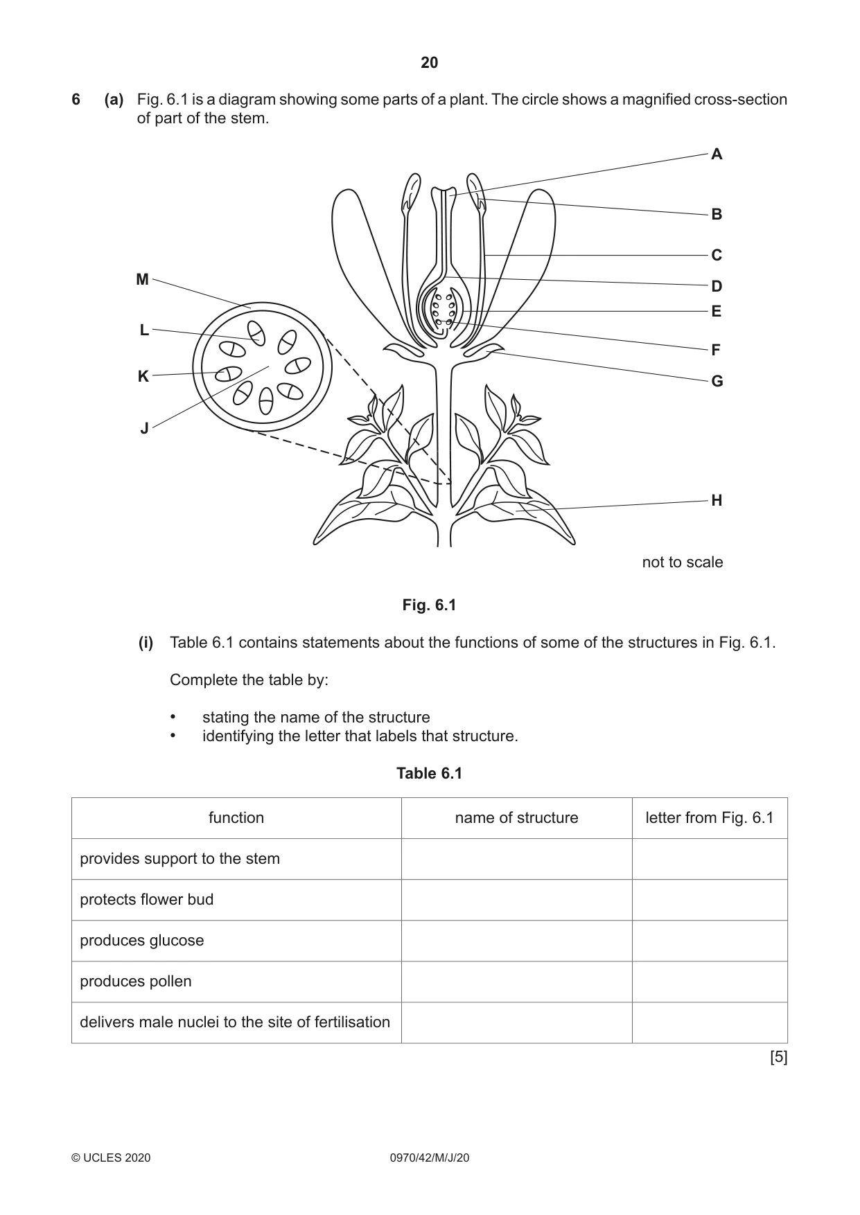 Cambridge IGCSE Biology (9-1) 0970 2020 May/June Paper 4 · Variant 2 question paper, page 20 of 24
