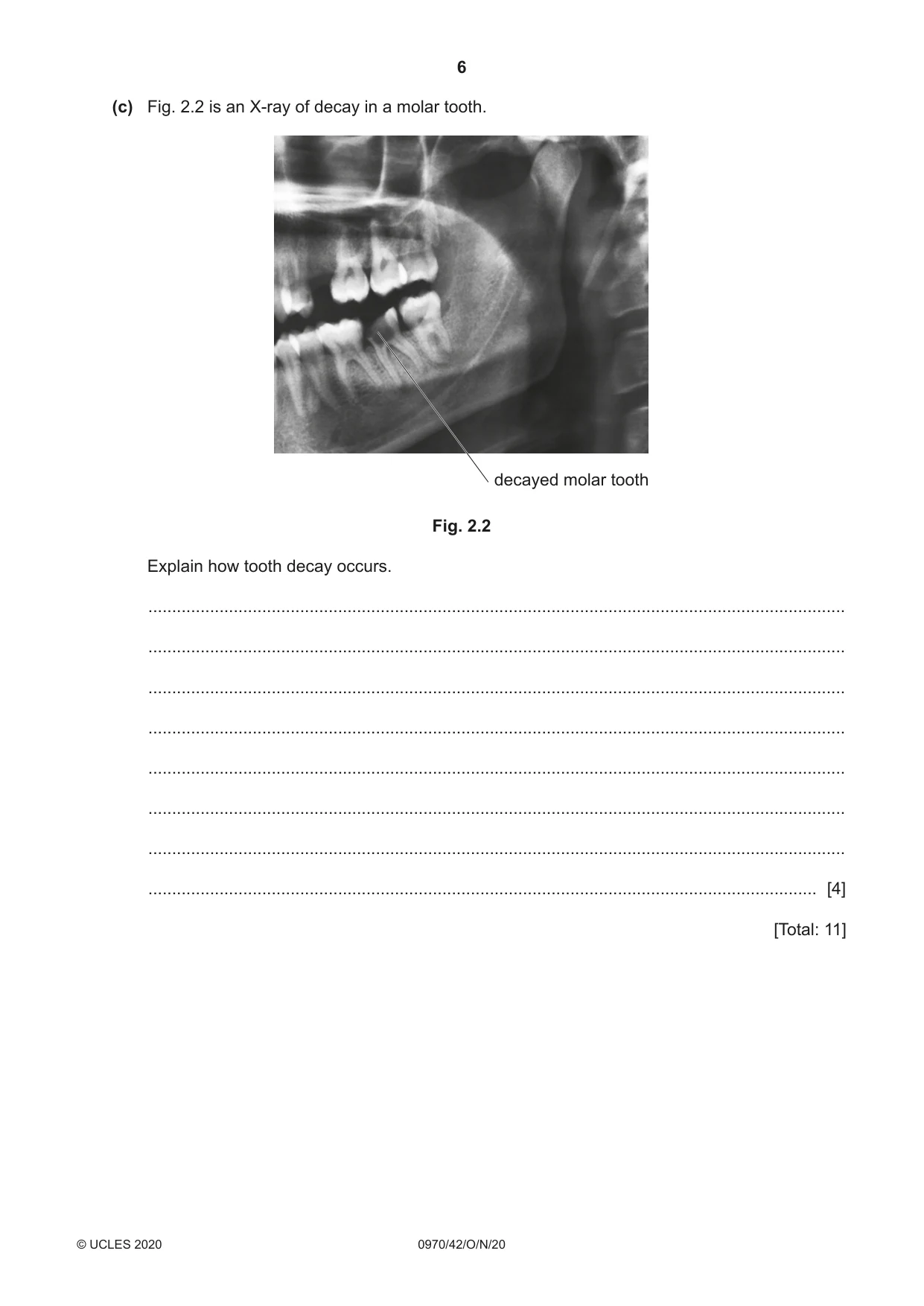Cambridge IGCSE Biology (9-1) 0970 2020 Oct/Nov Paper 4 · Variant 2 question paper, page 6 of 20