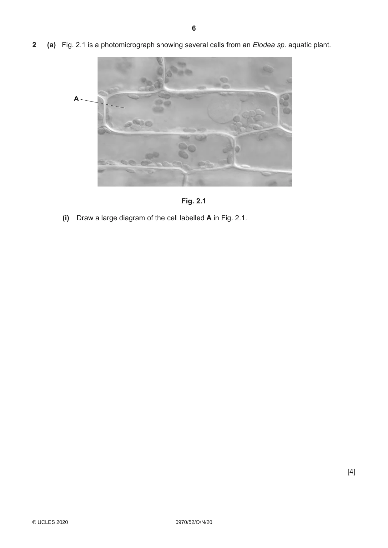 Cambridge IGCSE Biology (9-1) 0970 2020 Oct/Nov Paper 5 · Variant 2 question paper, page 6 of 12