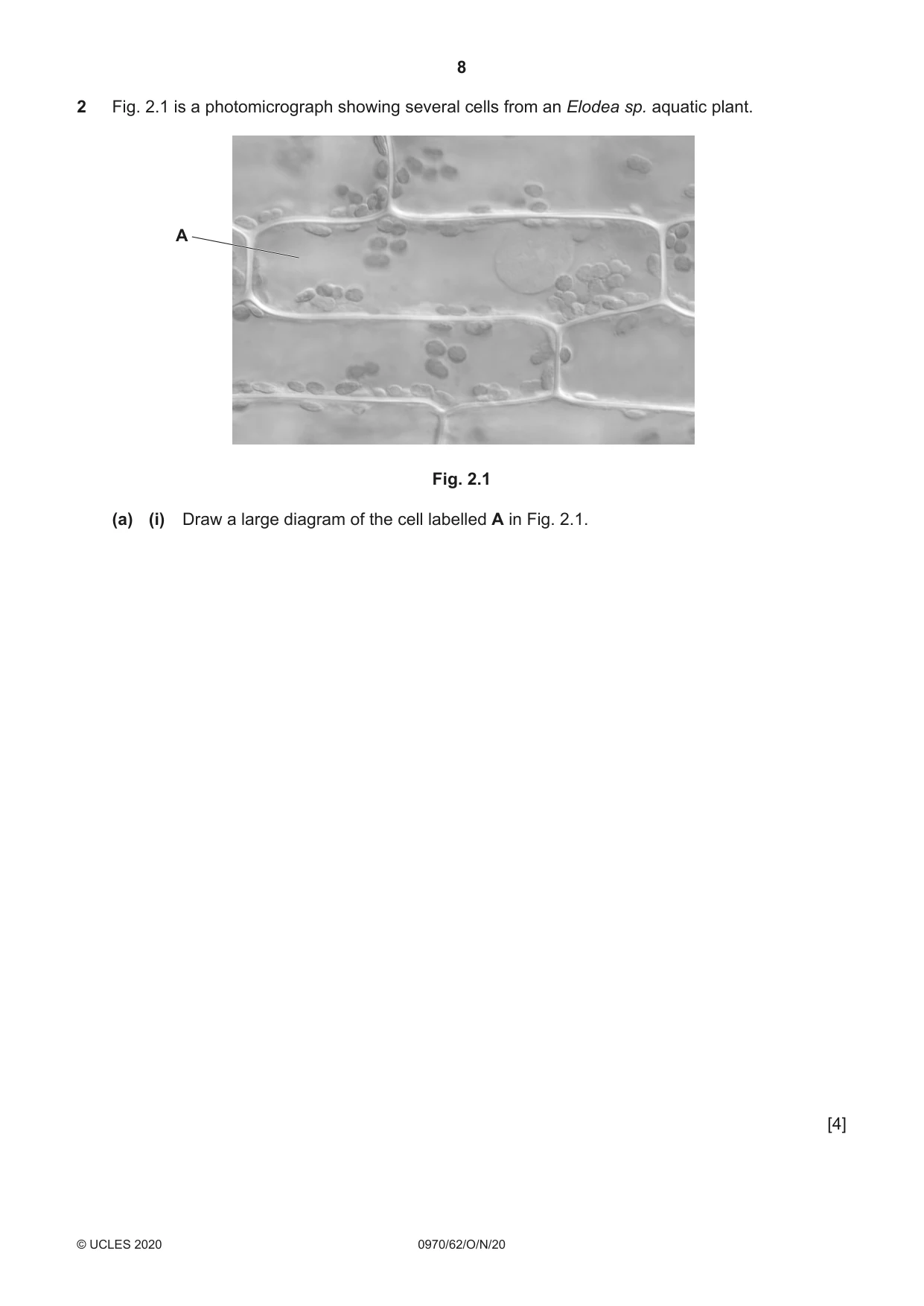Cambridge IGCSE Biology (9-1) 0970 2020 Oct/Nov Paper 6 · Variant 2 question paper, page 8 of 12