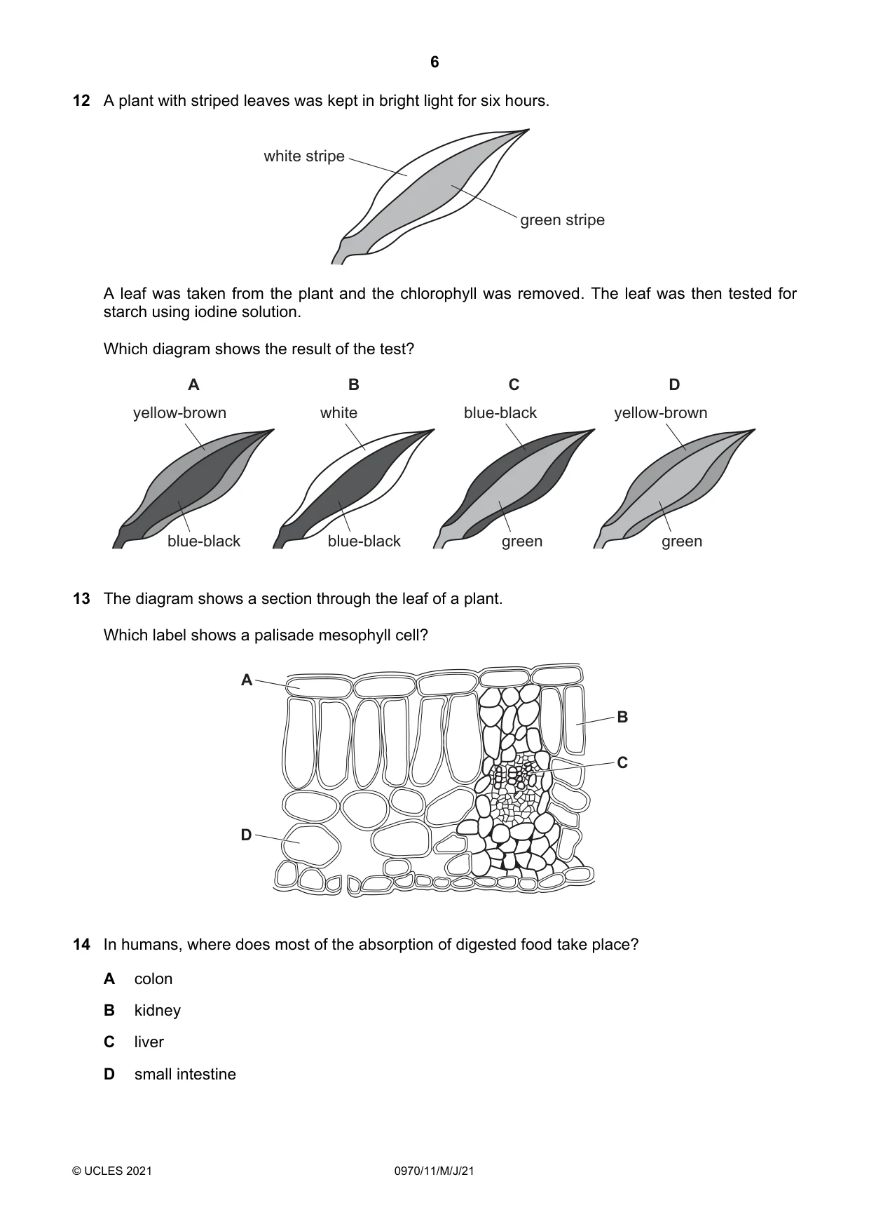 Cambridge IGCSE Biology (9-1) 0970 2021 May/June Paper 1 · Variant 1 question paper, page 6 of 20