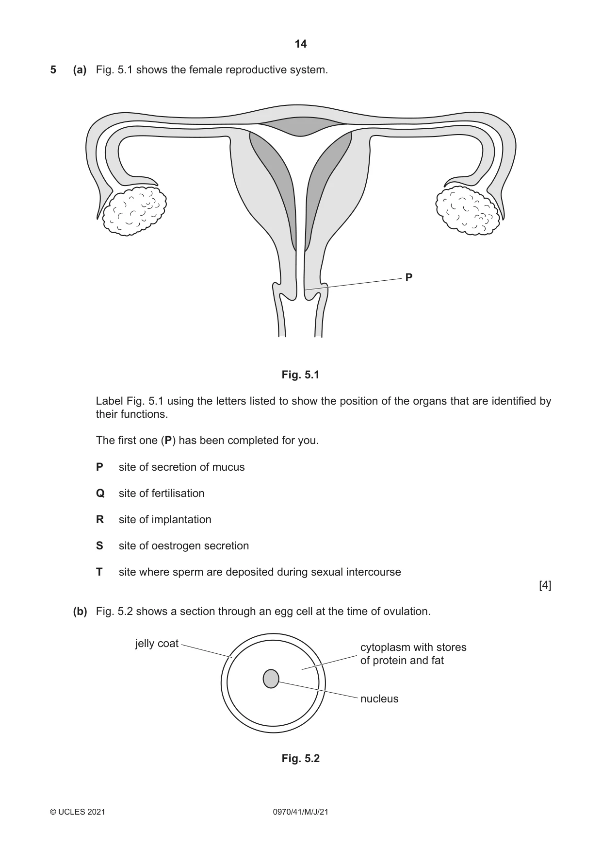 Cambridge IGCSE Biology (9-1) 0970 2021 May/June Paper 4 · Variant 1 question paper, page 14 of 20