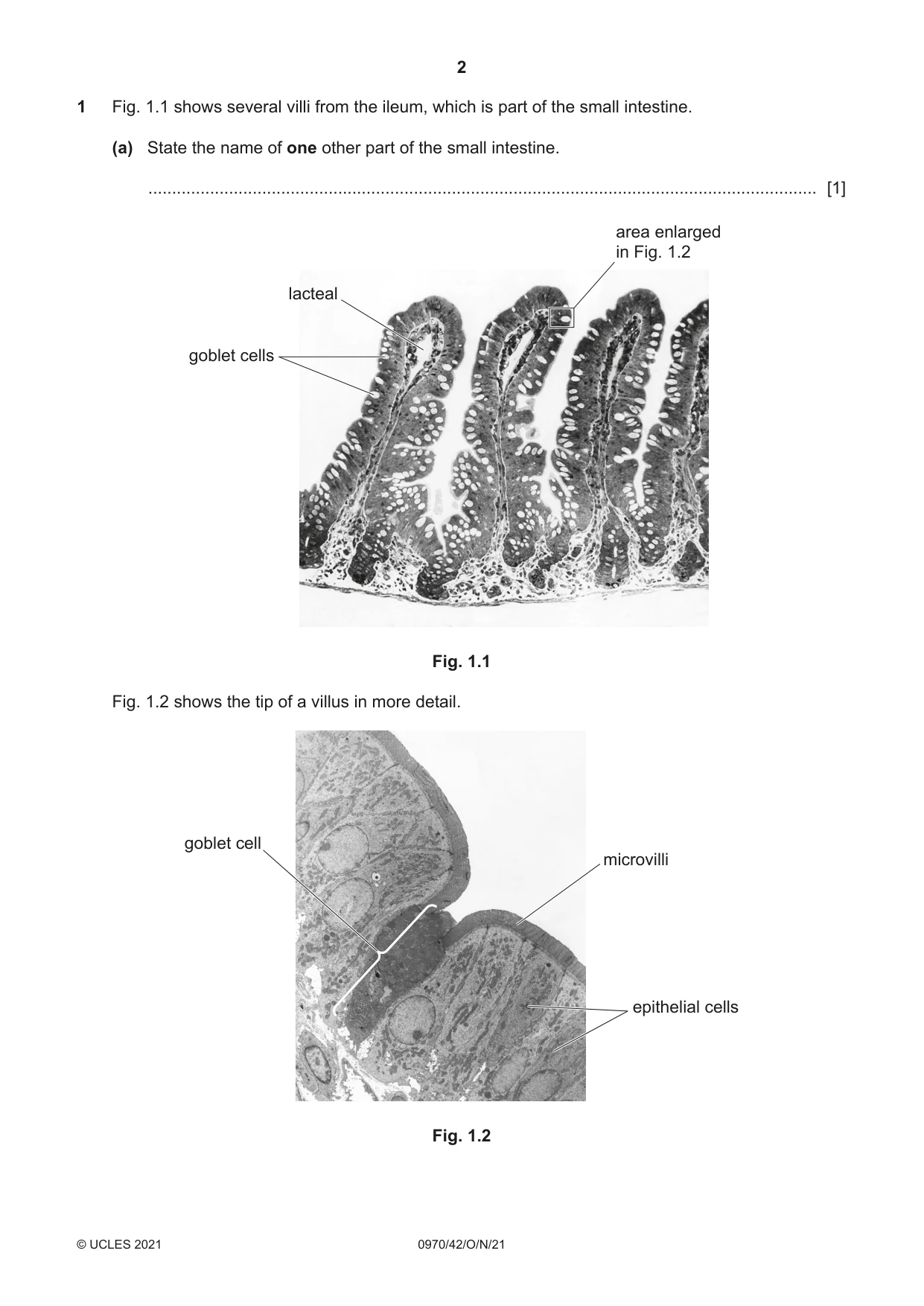 Cambridge IGCSE Biology (9-1) 0970 2021 Oct/Nov Paper 4 · Variant 2 question paper, page 2 of 20