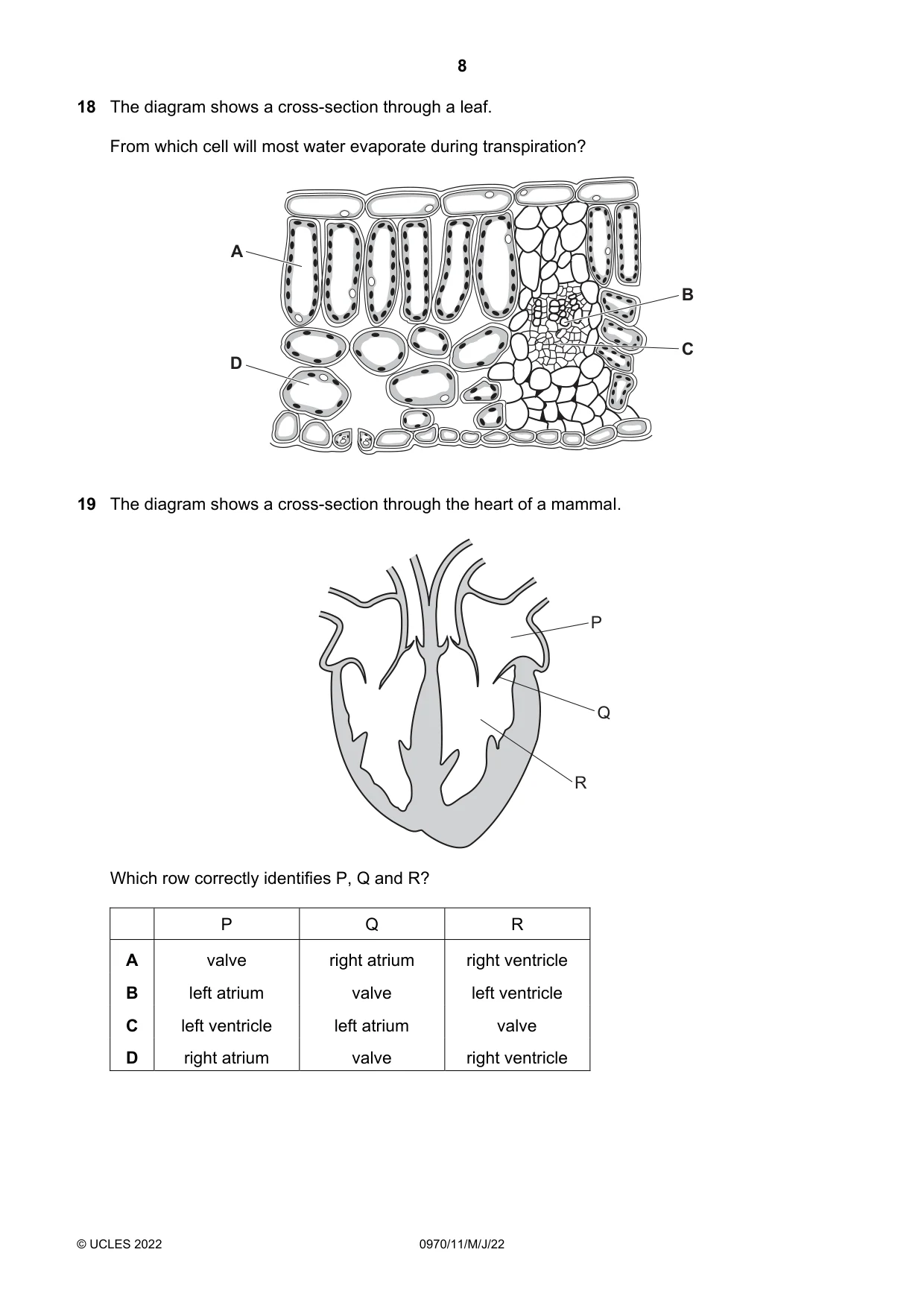 Cambridge IGCSE Biology (9-1) 0970 2022 May/June Paper 1 · Variant 1 question paper, page 8 of 16