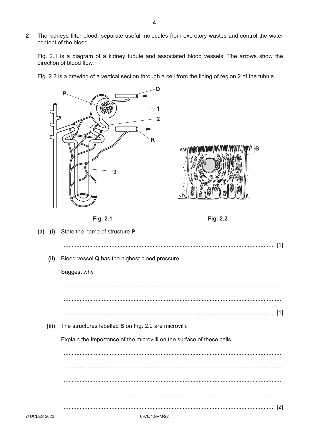 Cambridge IGCSE Biology (9-1) 0970 2022 May/June Paper 4 · Variant 2 question paper, page 4 of 20