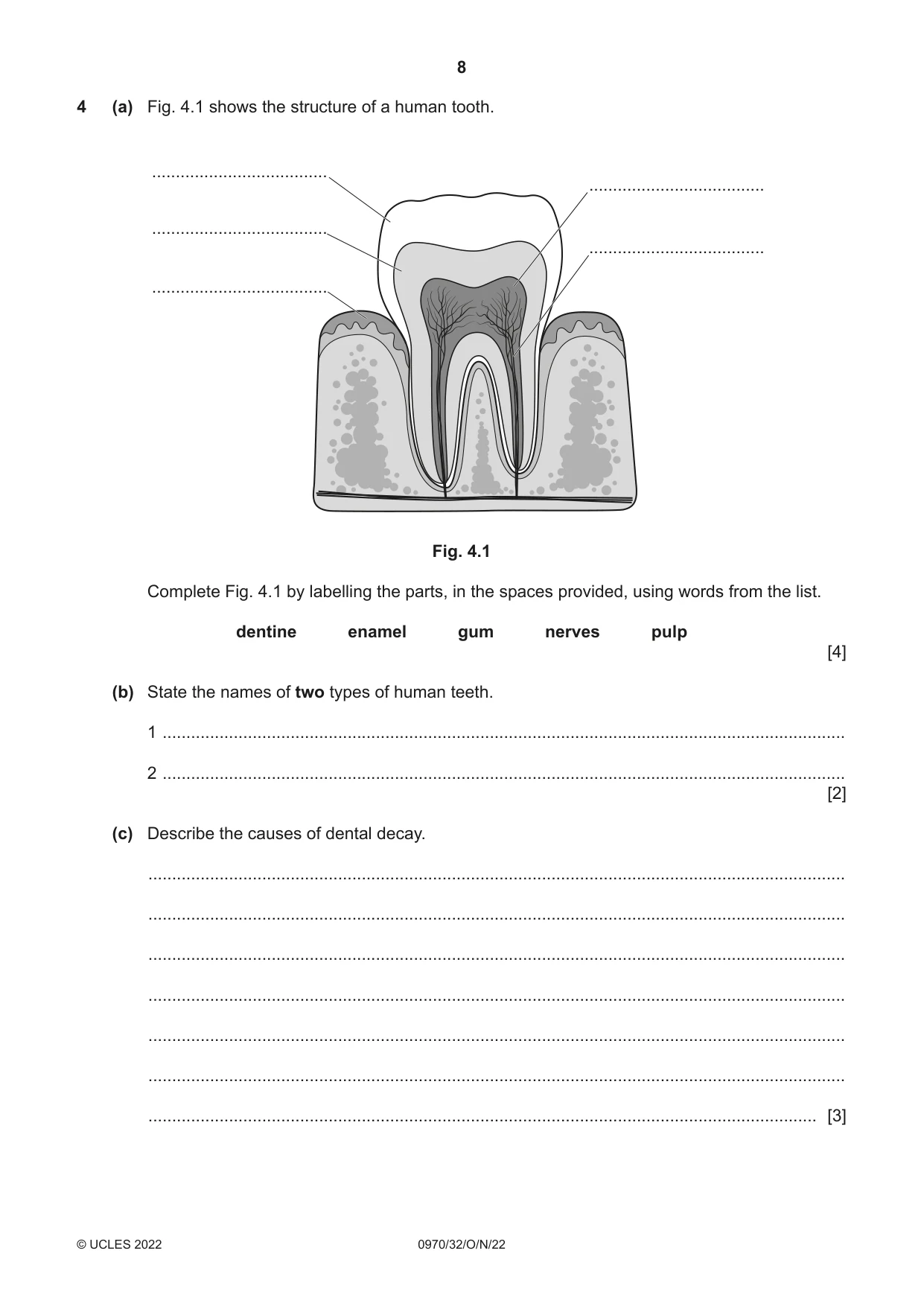 Cambridge IGCSE Biology (9-1) 0970 2022 Oct/Nov Paper 3 · Variant 2 question paper, page 8 of 20