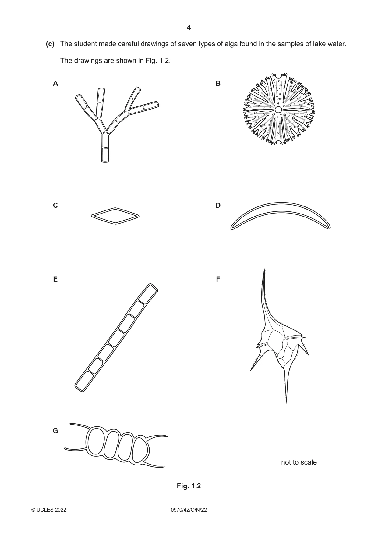 Cambridge IGCSE Biology (9-1) 0970 2022 Oct/Nov Paper 4 · Variant 2 question paper, page 4 of 20