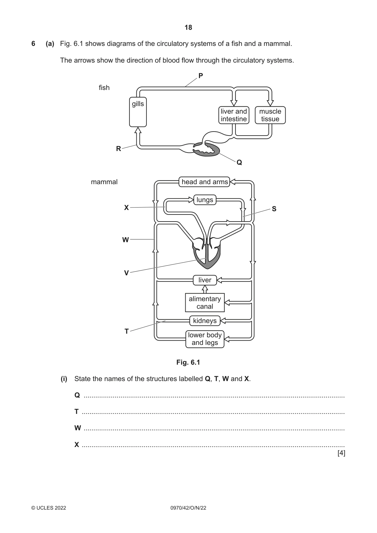 Cambridge IGCSE Biology (9-1) 0970 2022 Oct/Nov Paper 4 · Variant 2 question paper, page 18 of 20