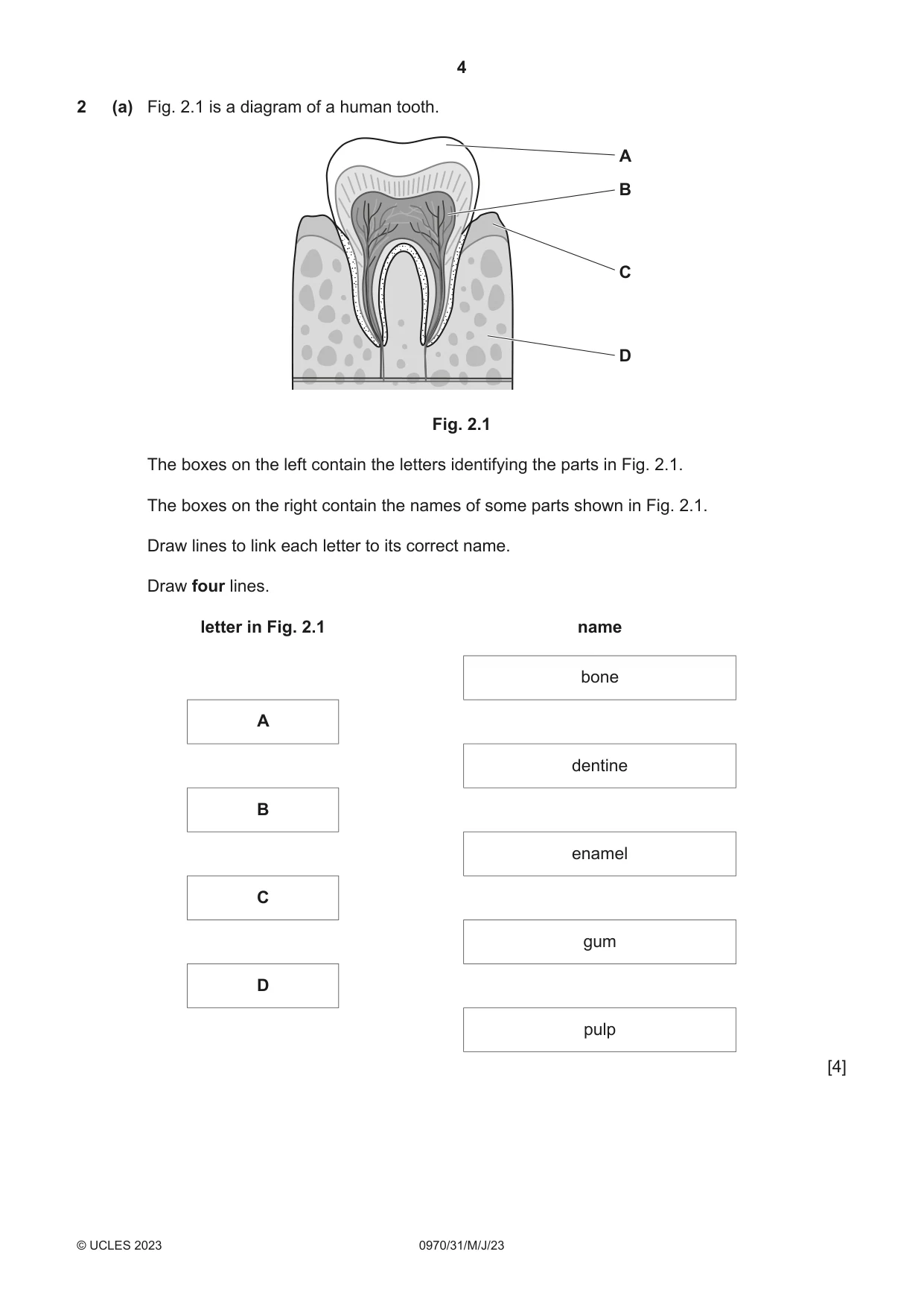 Cambridge IGCSE Biology (9-1) 0970 2023 May/June Paper 3 · Variant 1 question paper, page 4 of 20