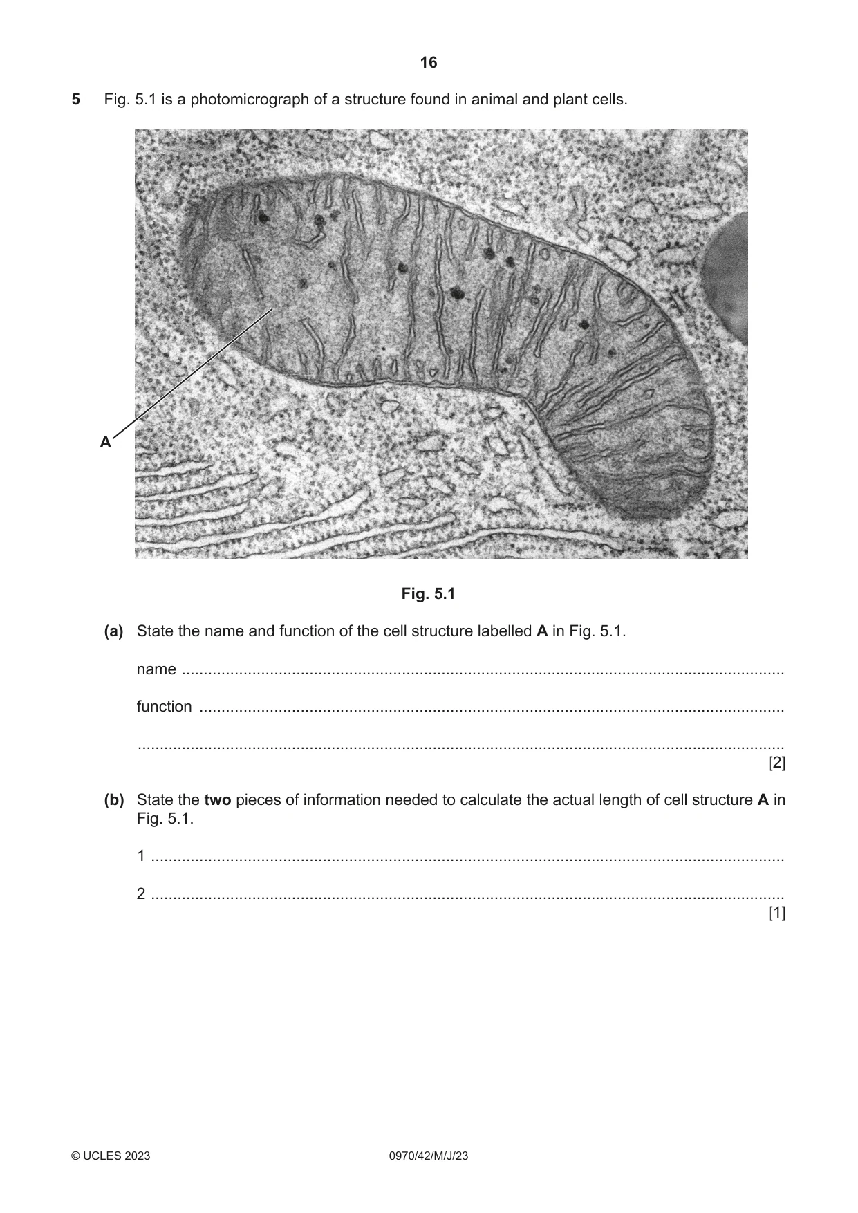 Cambridge IGCSE Biology (9-1) 0970 2023 May/June Paper 4 · Variant 2 question paper, page 16 of 20