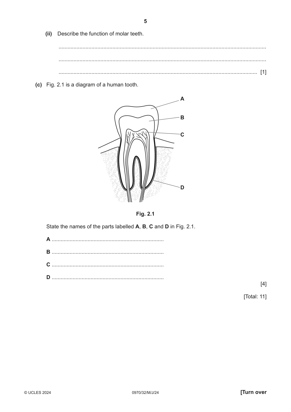 Cambridge IGCSE Biology (9-1) 0970 2024 May/June Paper 3 · Variant 2 question paper, page 5 of 16