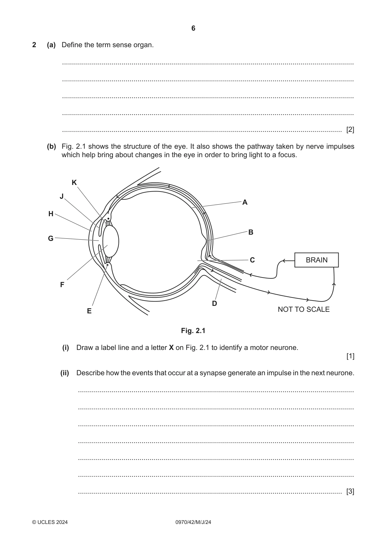Cambridge IGCSE Biology (9-1) 0970 2024 May/June Paper 4 · Variant 2 question paper, page 6 of 20