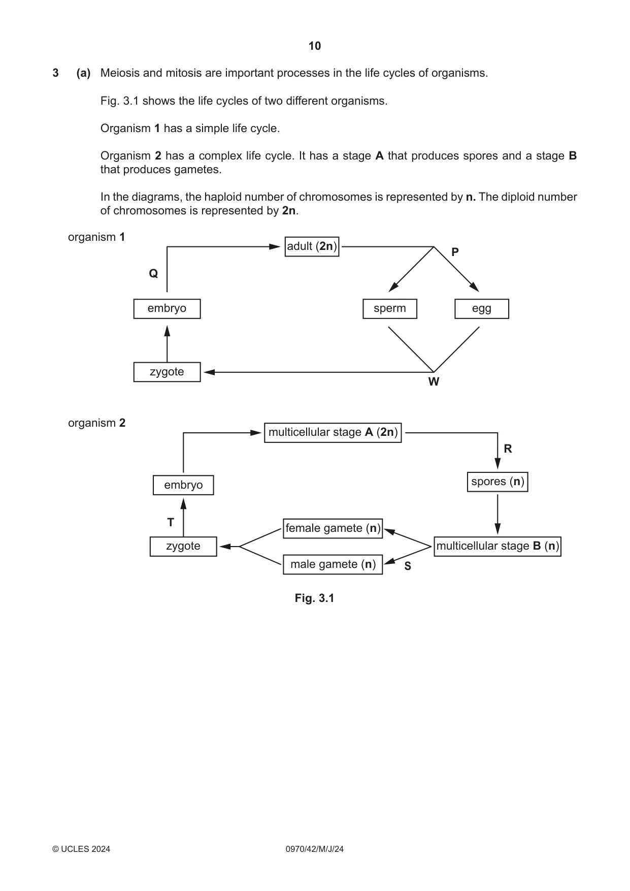 Cambridge IGCSE Biology (9-1) 0970 2024 May/June Paper 4 · Variant 2 question paper, page 10 of 20