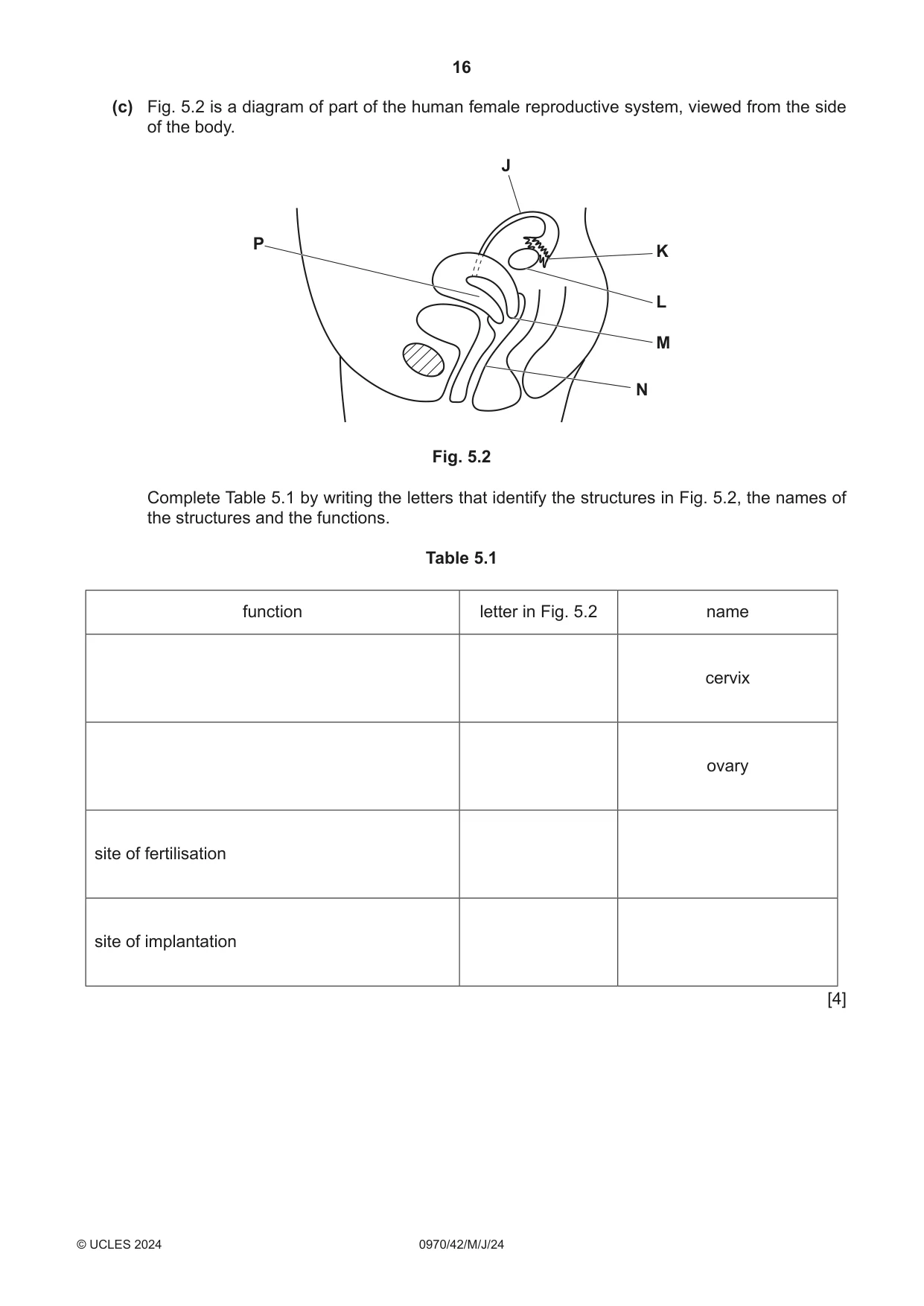 Cambridge IGCSE Biology (9-1) 0970 2024 May/June Paper 4 · Variant 2 question paper, page 16 of 20