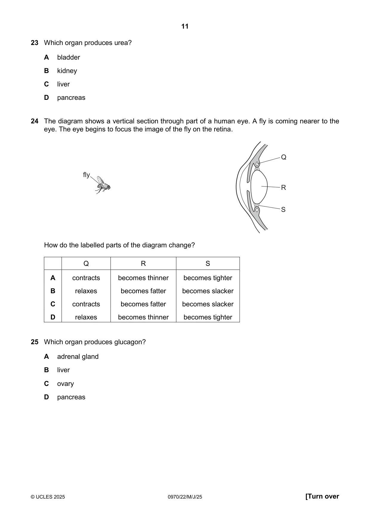 Cambridge IGCSE Biology (9-1) 0970 2025 May/June Paper 2 · Variant 2 question paper, page 11 of 16